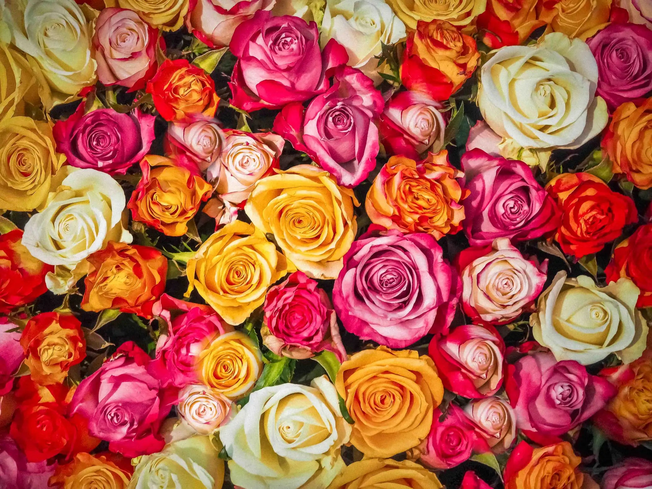 fond roses fleuri juliette natural cosmetics